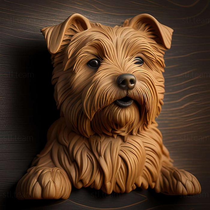 Norfolk Terrier dog